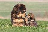 DOGUE DU TIBET 309